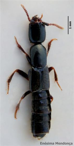 Xantholinus longiventris Heer, 1839